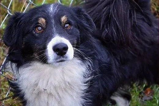 Łacio - troszkę, jak border collie :),  warmińsko-