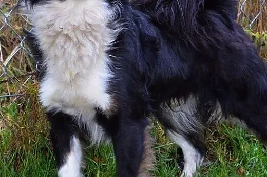 Łacio - troszkę, jak border collie :),  warmińsko-