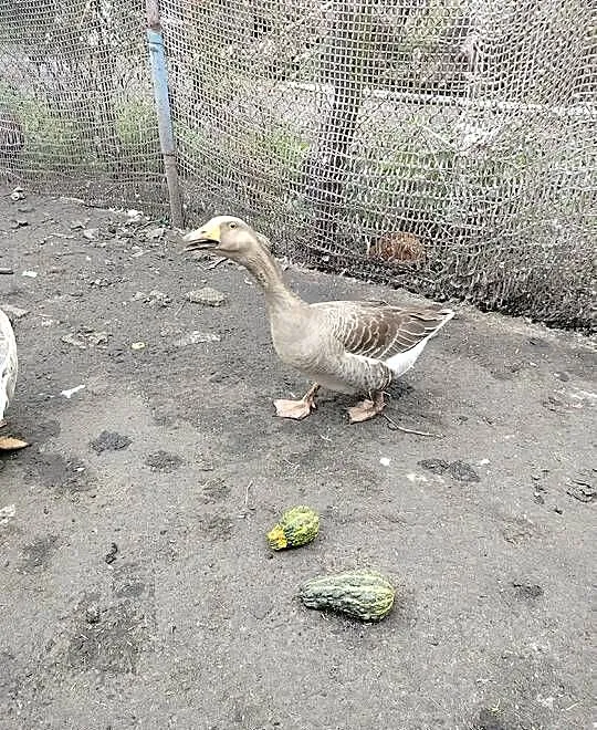 Sprzedam gęsi, Wielkopolskie, Koźminek