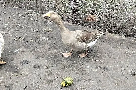 Sprzedam gęsi, Wielkopolskie, Koźminek
