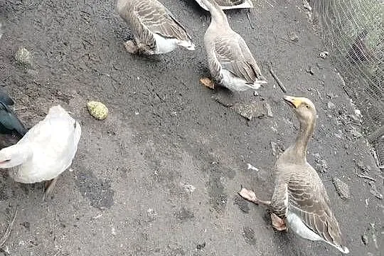 Sprzedam gęsi, Wielkopolskie, Koźminek