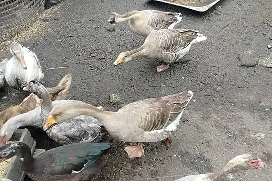 Sprzedam gęsi, Wielkopolskie, Koźminek