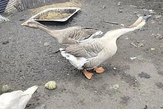 Sprzedam gęsi, Wielkopolskie, Koźminek