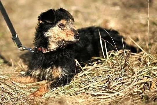 Młodziutka Brawurka troszkę w typie teriera :), Warmińsko-mazurskie, Olsztyn