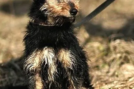 Młodziutka Brawurka troszkę w typie teriera :), Warmińsko-mazurskie, Olsztyn