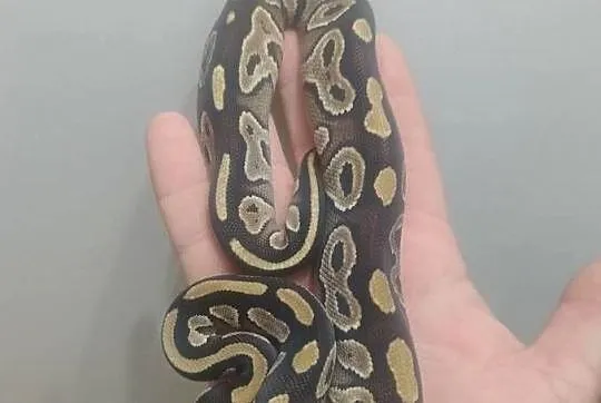 Pyton Królewski samica Mojave