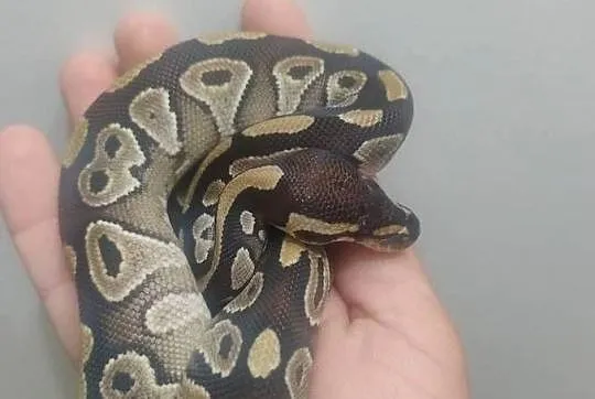 Pyton Królewski samica Mojave, Dolnośląskie, Jelenia Góra
