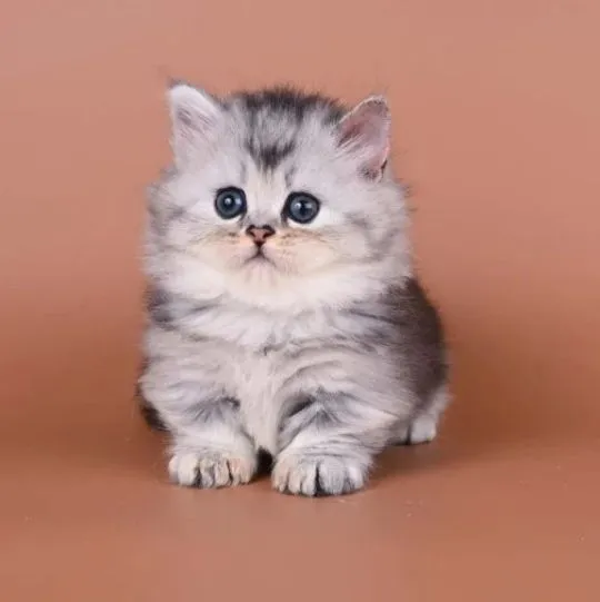 Piękne kocięta rasy Munchkin mężczyzna i kobieta.. Piękne kocięta rasy Munchkin mężczyzna i kobieta