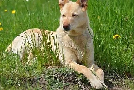 Łagodna, spokojna Jagna szuka kochającego opiekuna