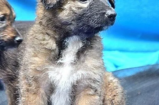 Pusia, malutka ok 7 tygodniowa sunieczka szuka dom