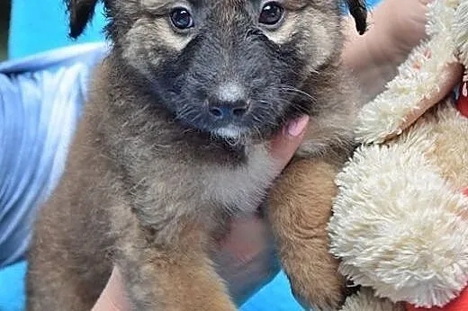 Pusia, malutka ok 7 tygodniowa sunieczka szuka dom