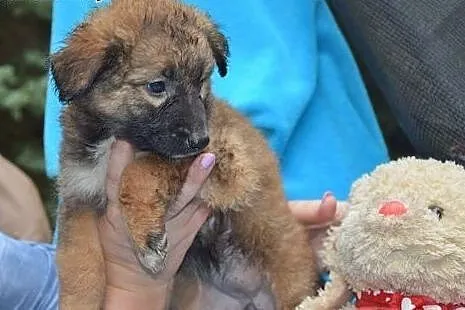 Pusia, malutka ok 7 tygodniowa sunieczka szuka dom