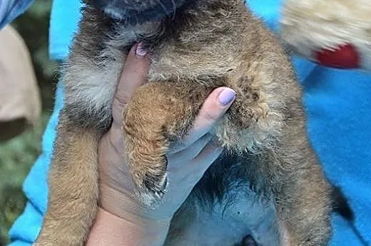 Pusia, malutka ok 7 tygodniowa sunieczka szuka dom