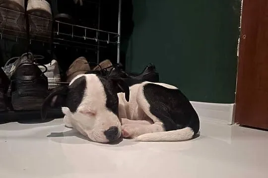 Szczeniaki amstaff, Opolskie, Kędzierzyn-Koźle