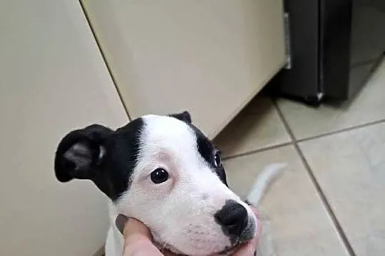 Szczeniaki amstaff, Opolskie, Kędzierzyn-Koźle
