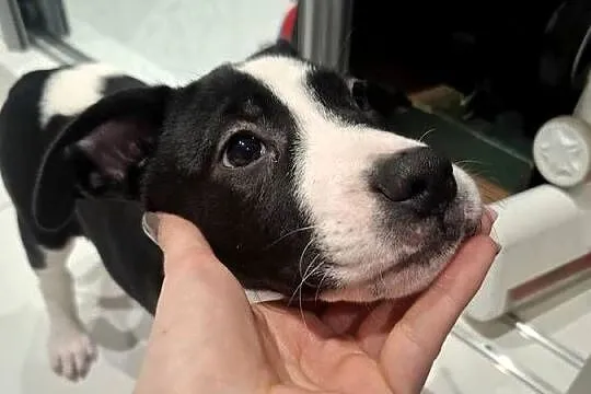 Szczeniaki amstaff, Opolskie, Kędzierzyn-Koźle