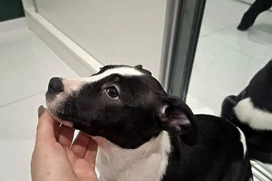 Szczeniaki amstaff, Opolskie, Kędzierzyn-Koźle