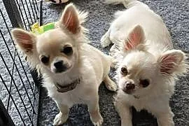 Chihuahua długowłosy samiec ZKwP FCI