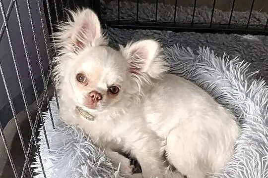 Chihuahua długowłosy samiec ZKwP FCI, Opolskie, Ligota Dolna