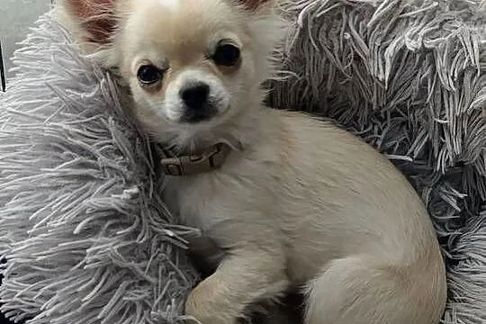 Chihuahua długowłosy samiec ZKwP FCI, Opolskie, Ligota Dolna