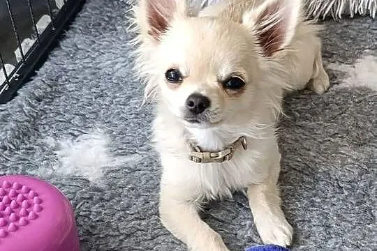 Chihuahua długowłosy samiec ZKwP FCI, Opolskie, Ligota Dolna