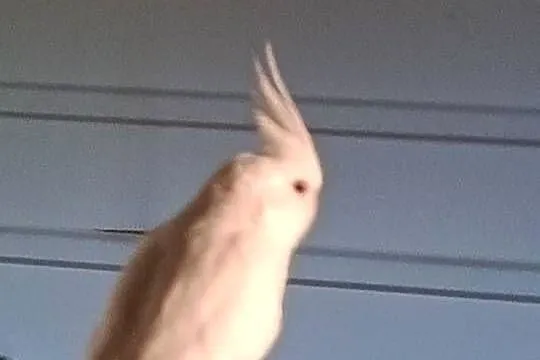 Papugi nimfy albinos, Śląskie, Pawonków