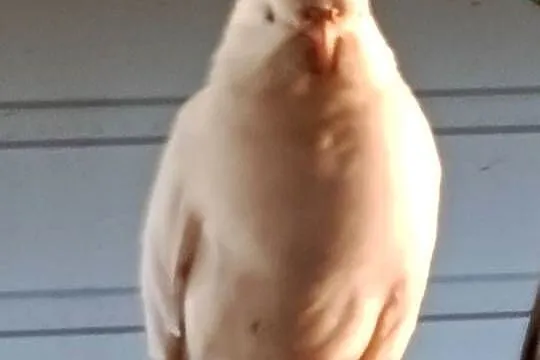 Papugi nimfy albinos, Śląskie, Pawonków
