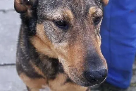 Prezes - spokojny, kontaktowy do adopcji,  śląskie Katowice