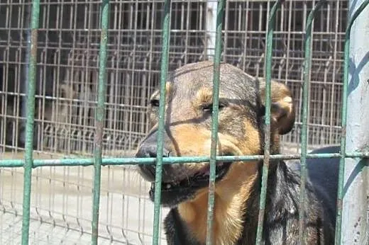 Prezes - spokojny, kontaktowy do adopcji,  śląskie