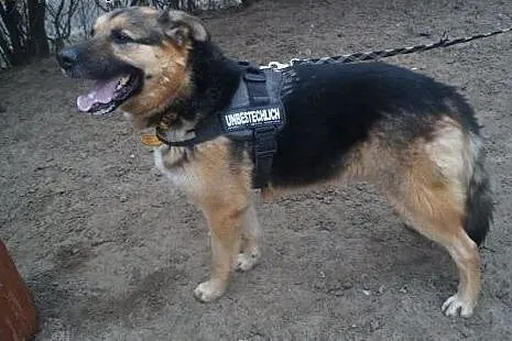 Kumpel... czeka od 6 lat... odmień jego los...,  warmińsko-mazurskie Ostróda