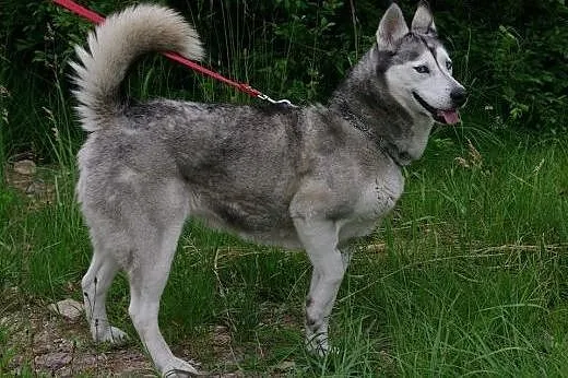 LUNA-przyjazna, młoda suczka HUSKY szuka odpowiedzialnego domu. Adopcja,  małopolskie Kraków