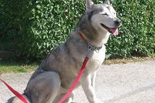 LUNA-przyjazna, młoda suczka HUSKY szuka odpowiedz