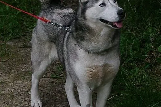 LUNA-przyjazna, młoda suczka HUSKY szuka odpowiedz