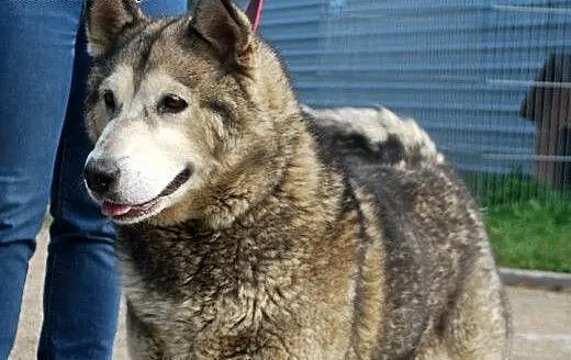 Spokojna, łagodna Nela - ALASKAN MALAMUTE adopcja,