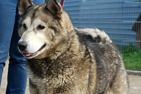 Spokojna, łagodna Nela - ALASKAN MALAMUTE adopcja, śląskie Katowice