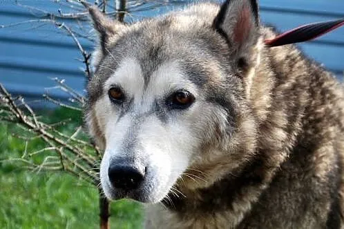 Spokojna, łagodna Nela - ALASKAN MALAMUTE adopcja,