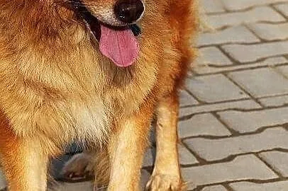 Orzech do adopcji