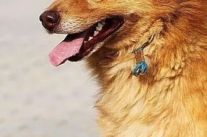 Orzech do adopcji