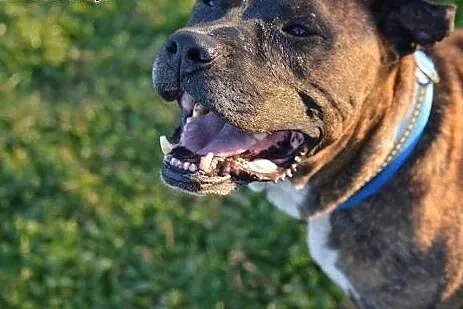 nieśmiały RUSTY w typie pitbula do adopcji ,  wielkopolskie Poznań