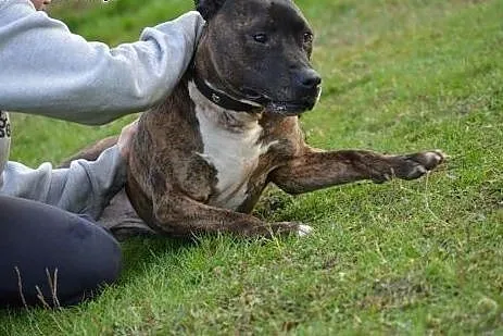 Nieśmiały RUSTY w typie pitbula do adopcji ,  wiel