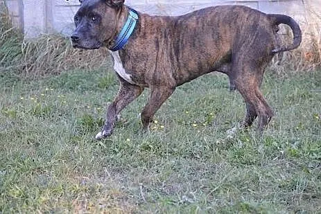 Nieśmiały RUSTY w typie pitbula do adopcji ,  wiel