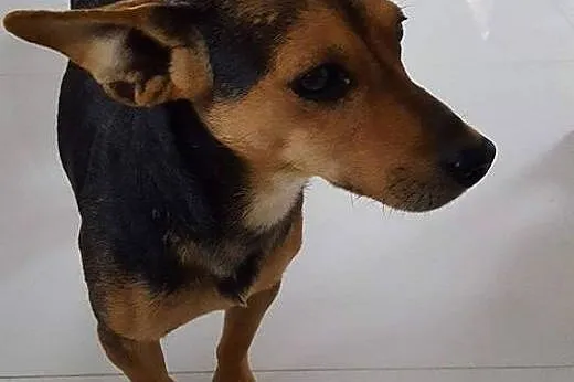 Uroczy psiak HENIO szuka domku :),  mazowieckie Wa