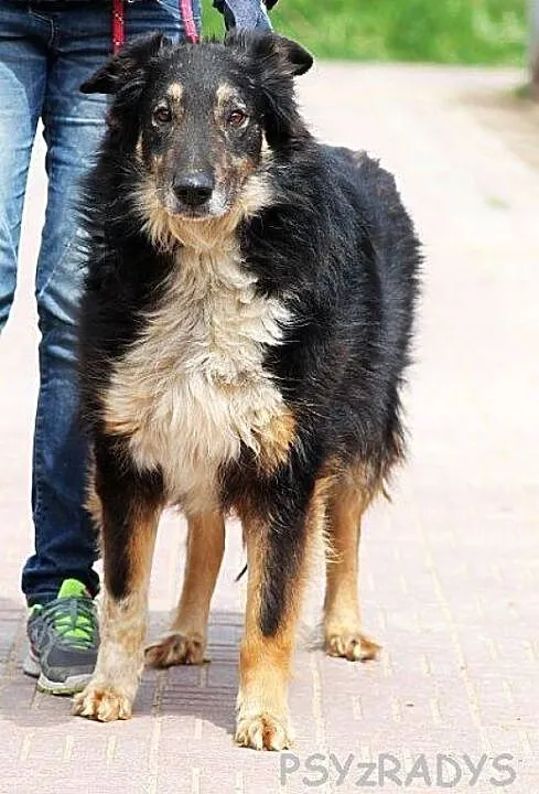 DIOR prawie owczarek collie, zrównoważony i zrezyg