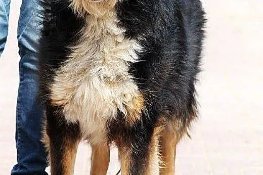 DIOR prawie owczarek collie, zrównoważony i zrezyg