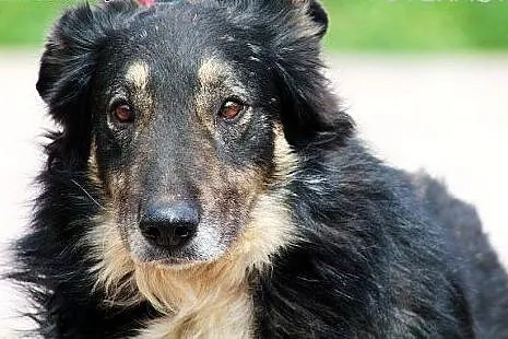 DIOR prawie owczarek collie, zrównoważony i zrezyg