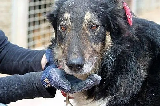 DIOR prawie owczarek collie, zrównoważony i zrezyg