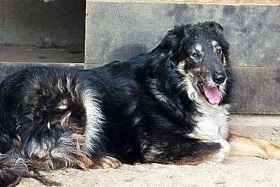 DIOR prawie owczarek collie, zrównoważony i zrezyg