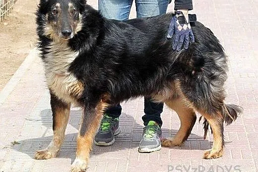 DIOR prawie owczarek collie, zrównoważony i zrezyg