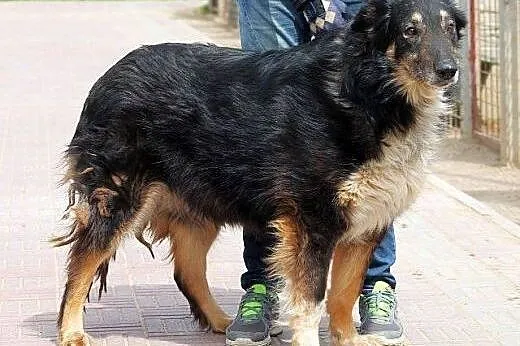 DIOR prawie owczarek collie, zrównoważony i zrezyg