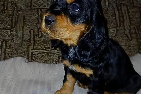 Cocker Spaniel Angielski piesek